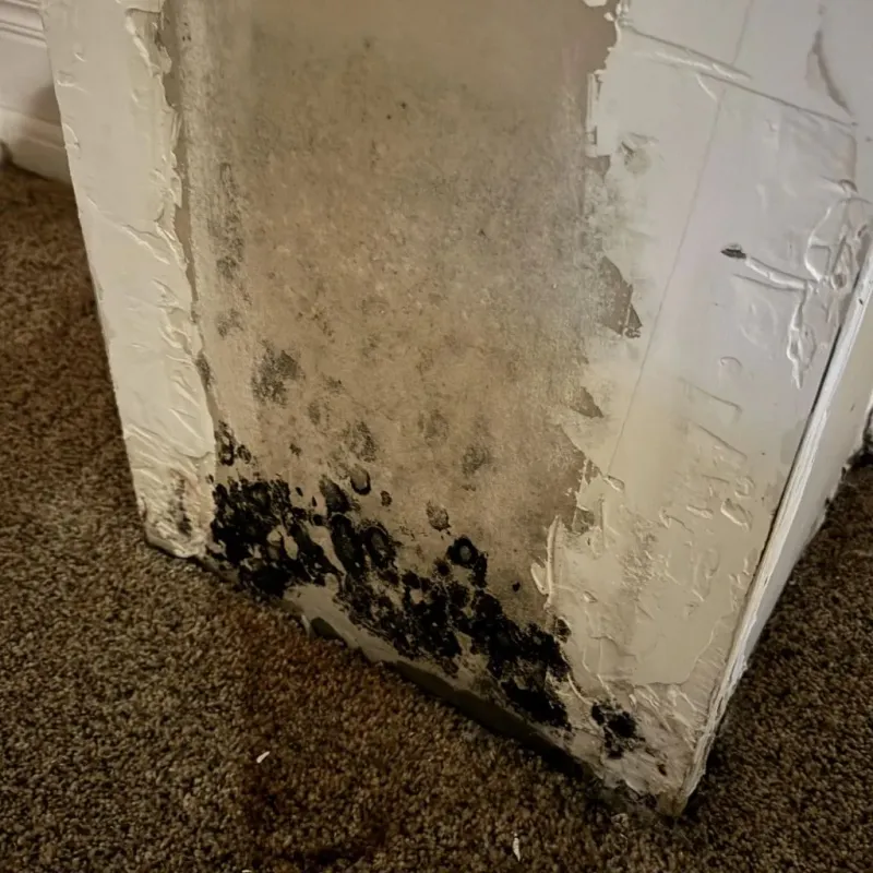 Professional Mold Removal in East Sonora, CA